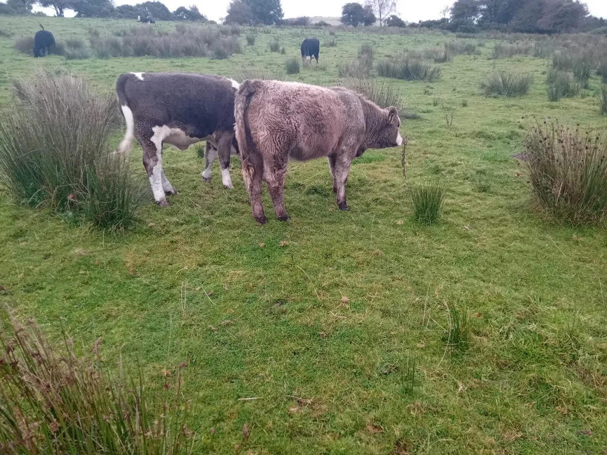 Homebred Simmental Weanlings - Image 4