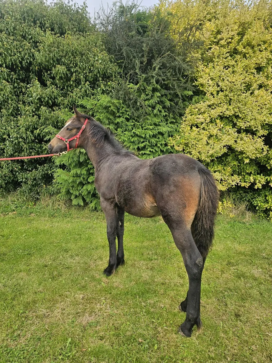 Foal - Image 2