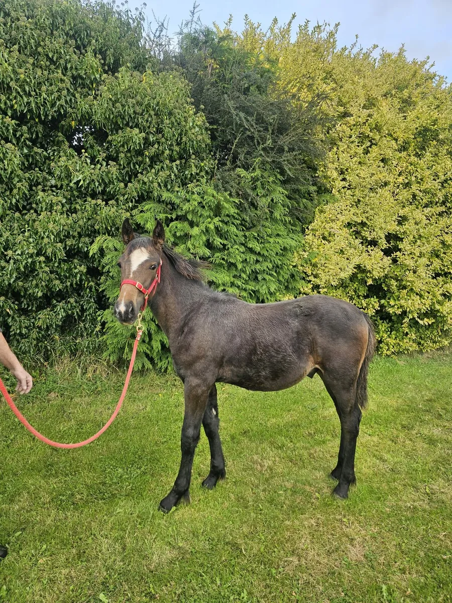Foal - Image 4