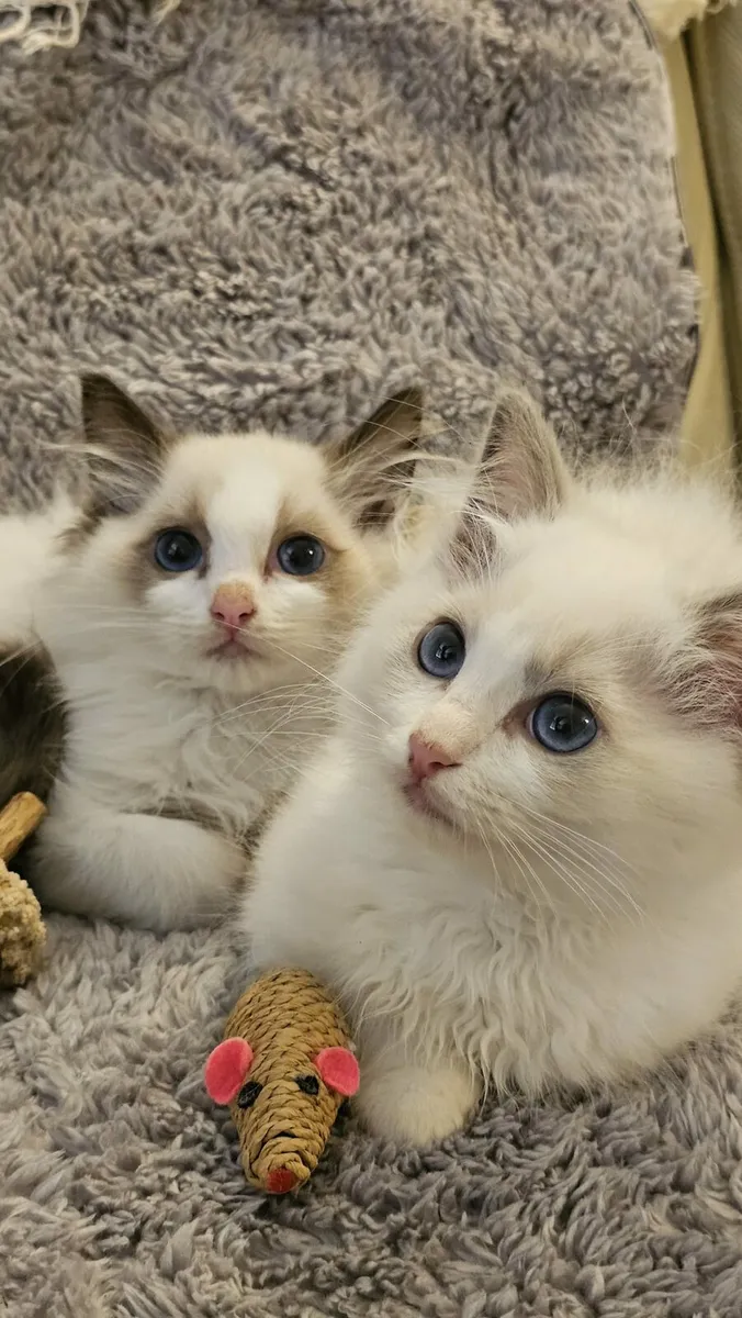 Stunning ragdoll kittens - Image 2