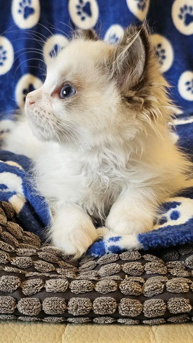 Stunning ragdoll kittens - Image 3