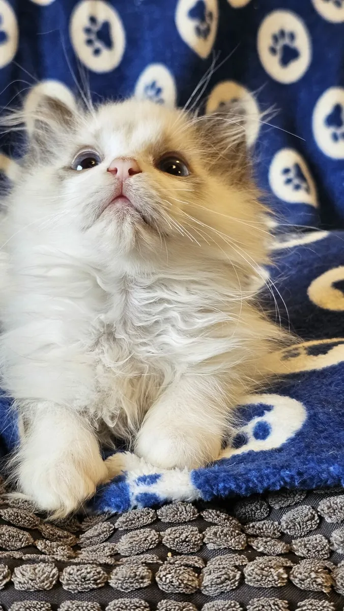 Stunning ragdoll kittens - Image 4