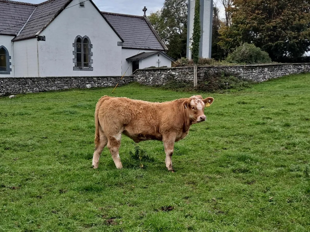 Charolais Heifer - Image 1