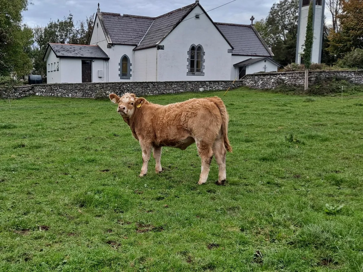 Charolais Heifer - Image 2