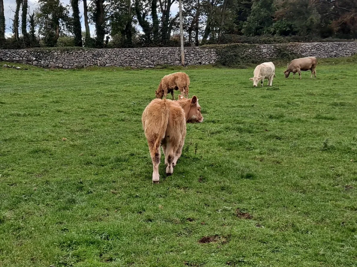 Charolais Heifer - Image 4