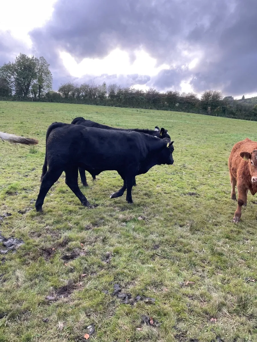 Organic weanlings Beef cattle - Image 2