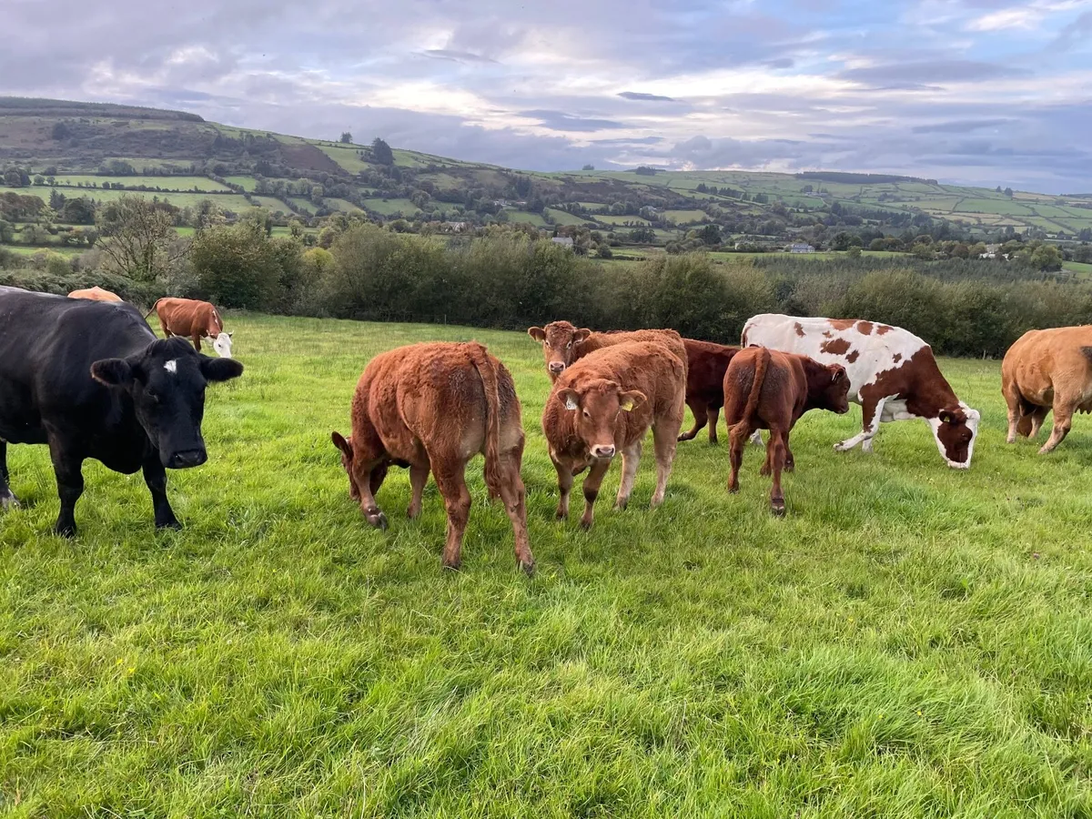 Organic weanlings Beef cattle - Image 3