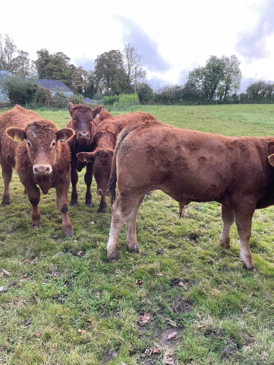 Organic weanlings Beef cattle - Image 4