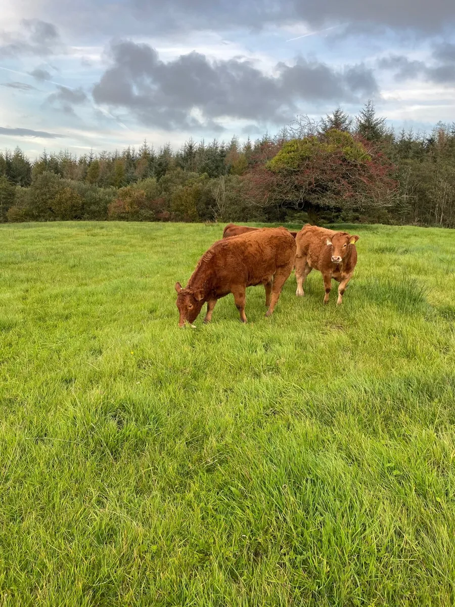 Organic weanlings Beef cattle - Image 1