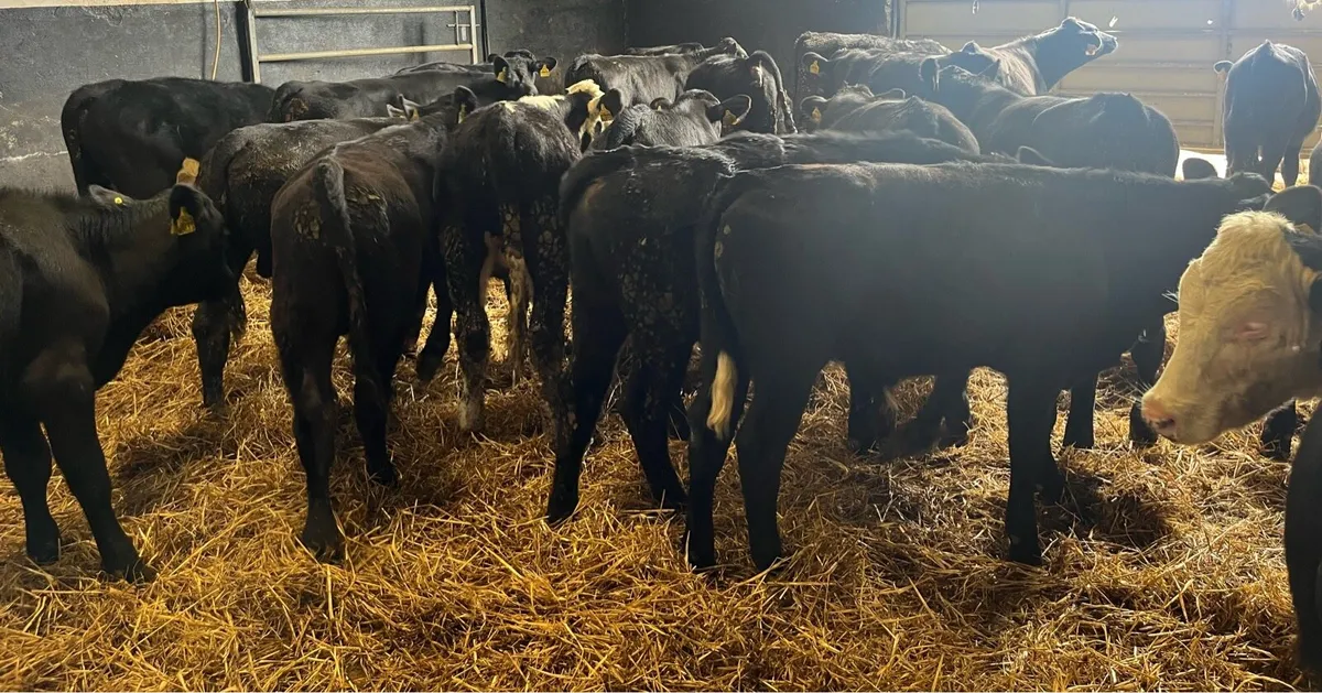 Aberdeen Angus and Hereford Bulls - Image 1