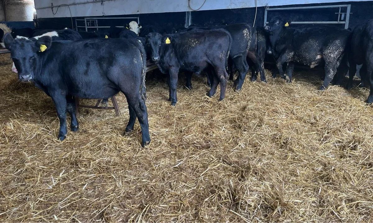 Aberdeen Angus and Hereford Bulls - Image 2