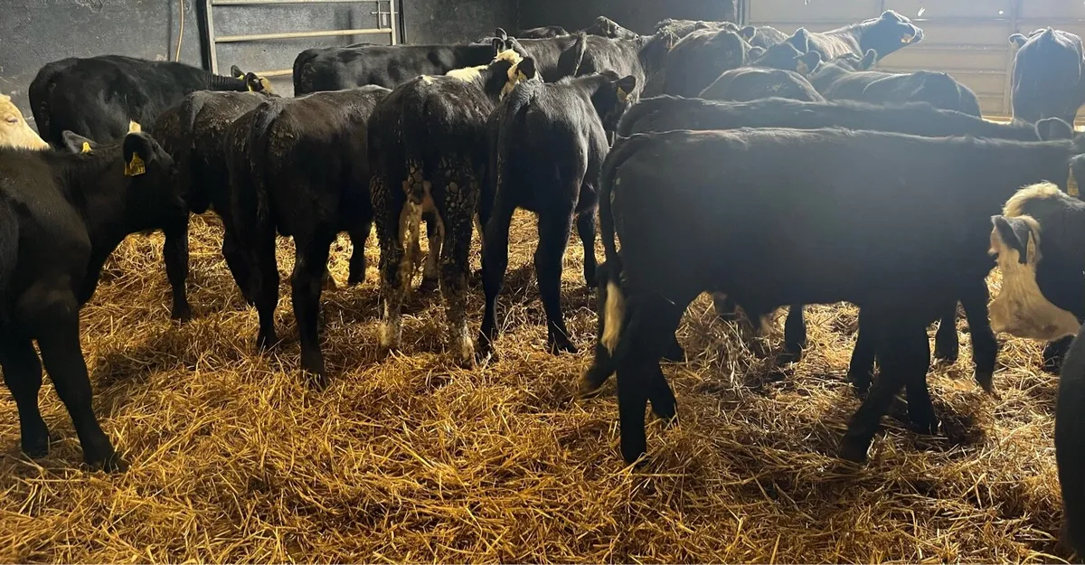 Aberdeen Angus and Hereford Bulls - Image 4