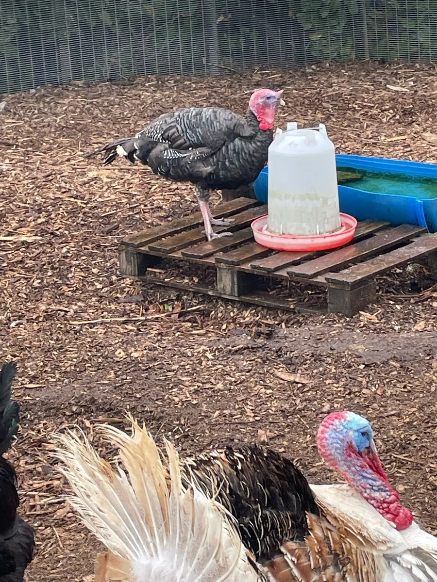 Turkeys - Image 1