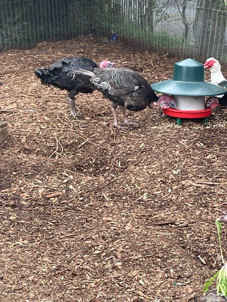 Turkeys - Image 2