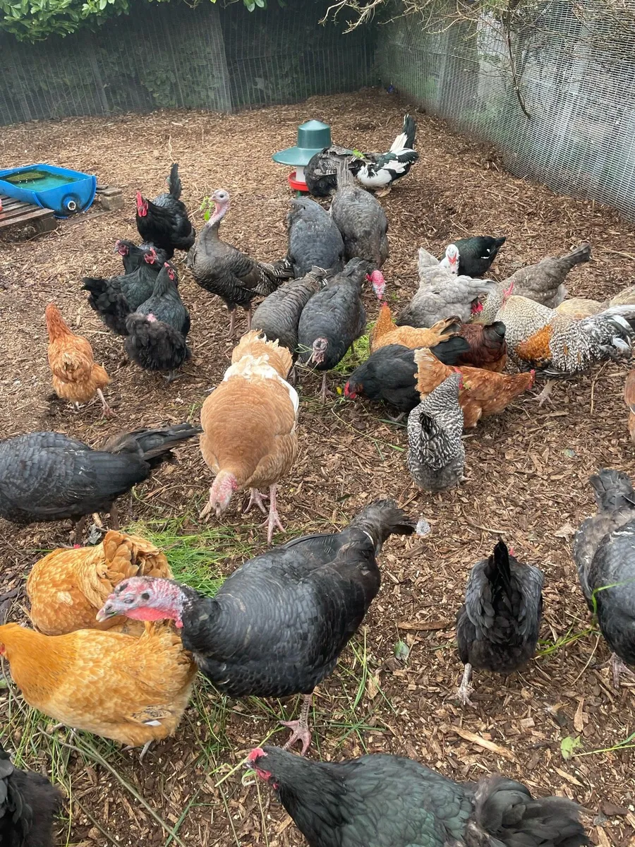 Turkeys - Image 3
