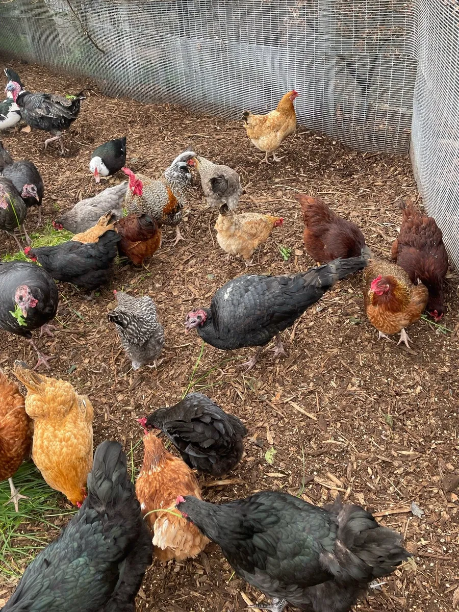 Turkeys - Image 4