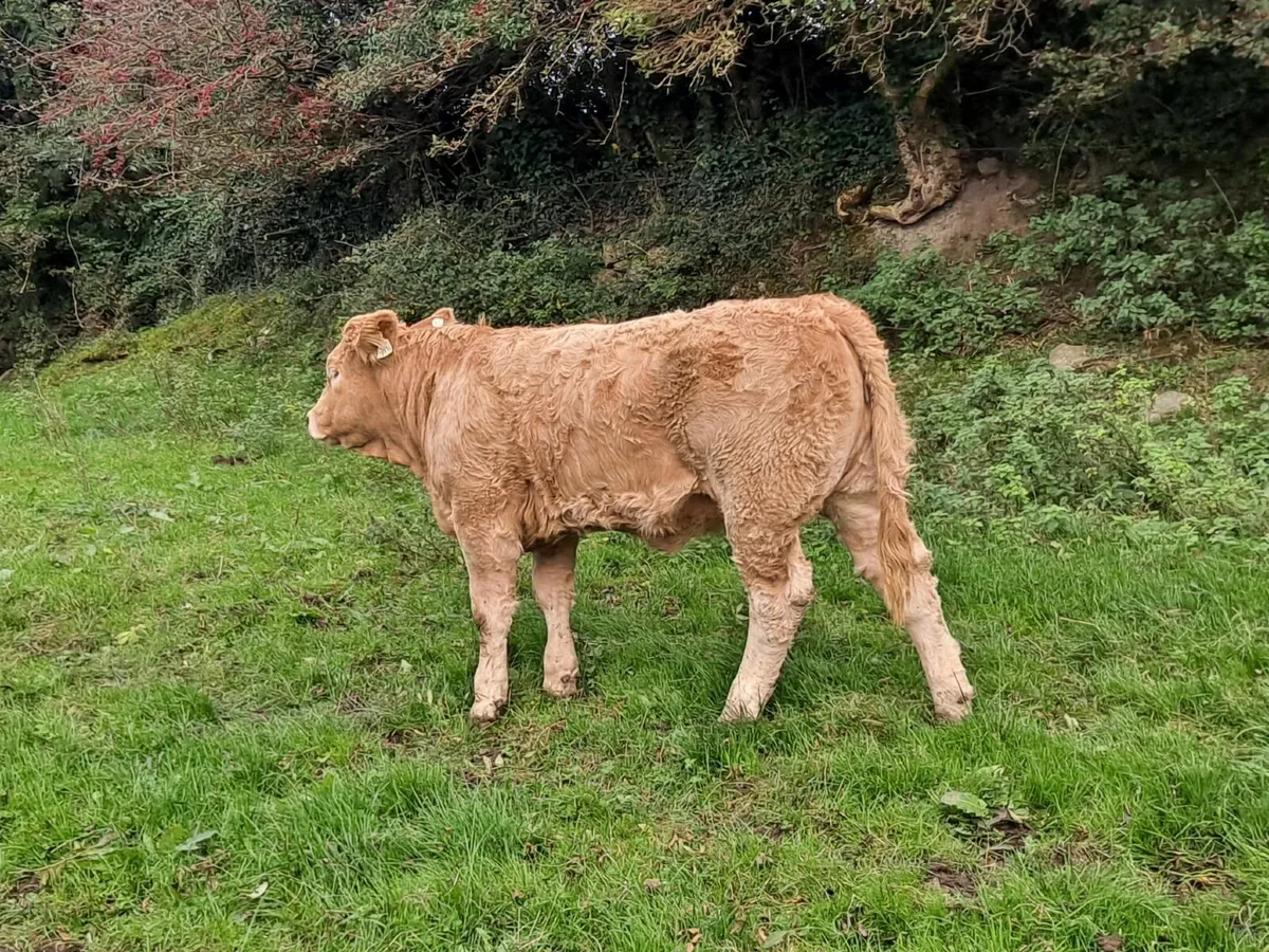 Charloais Heifer - Image 2