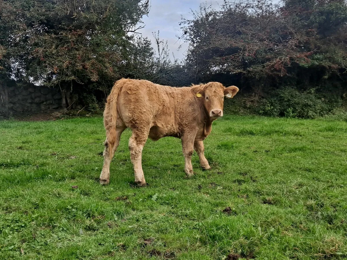 Charloais Heifer - Image 3