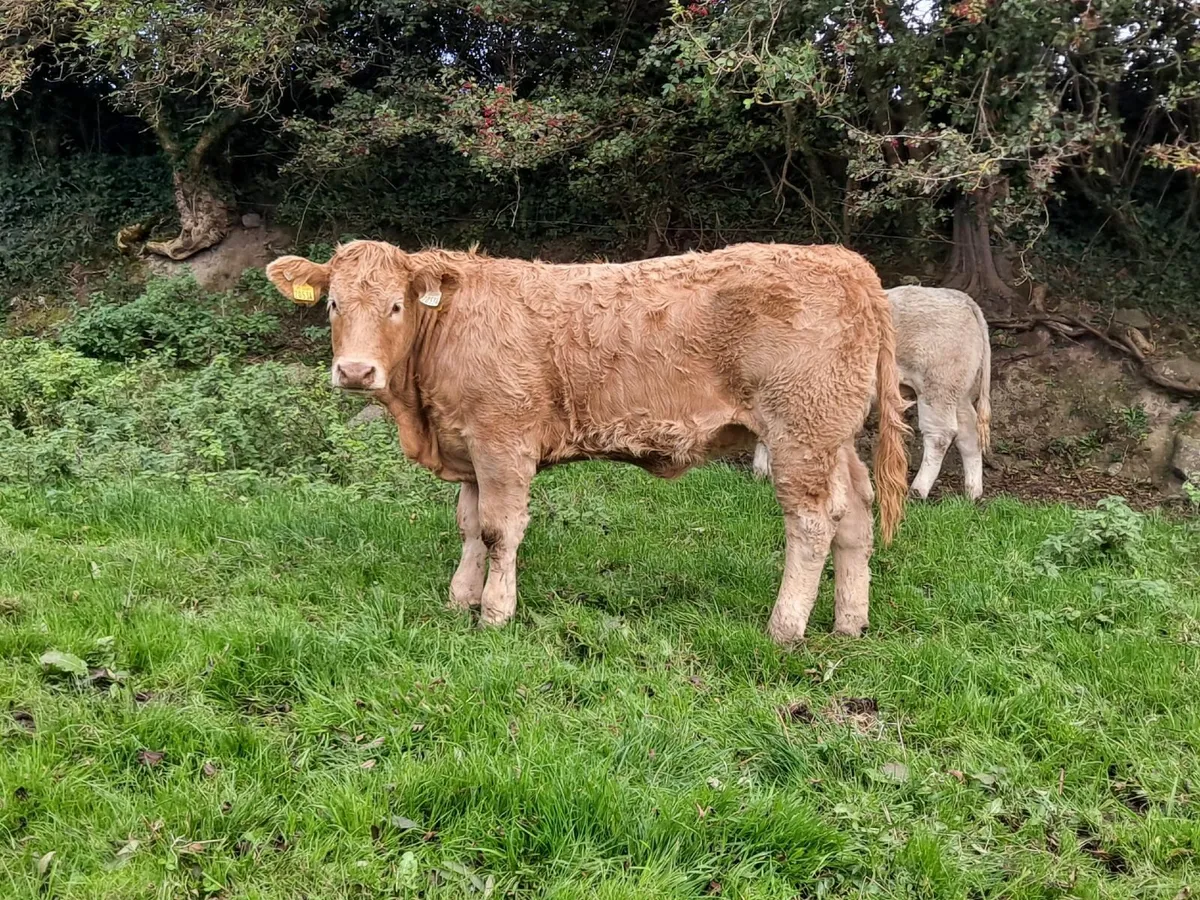 Charloais Heifer - Image 1