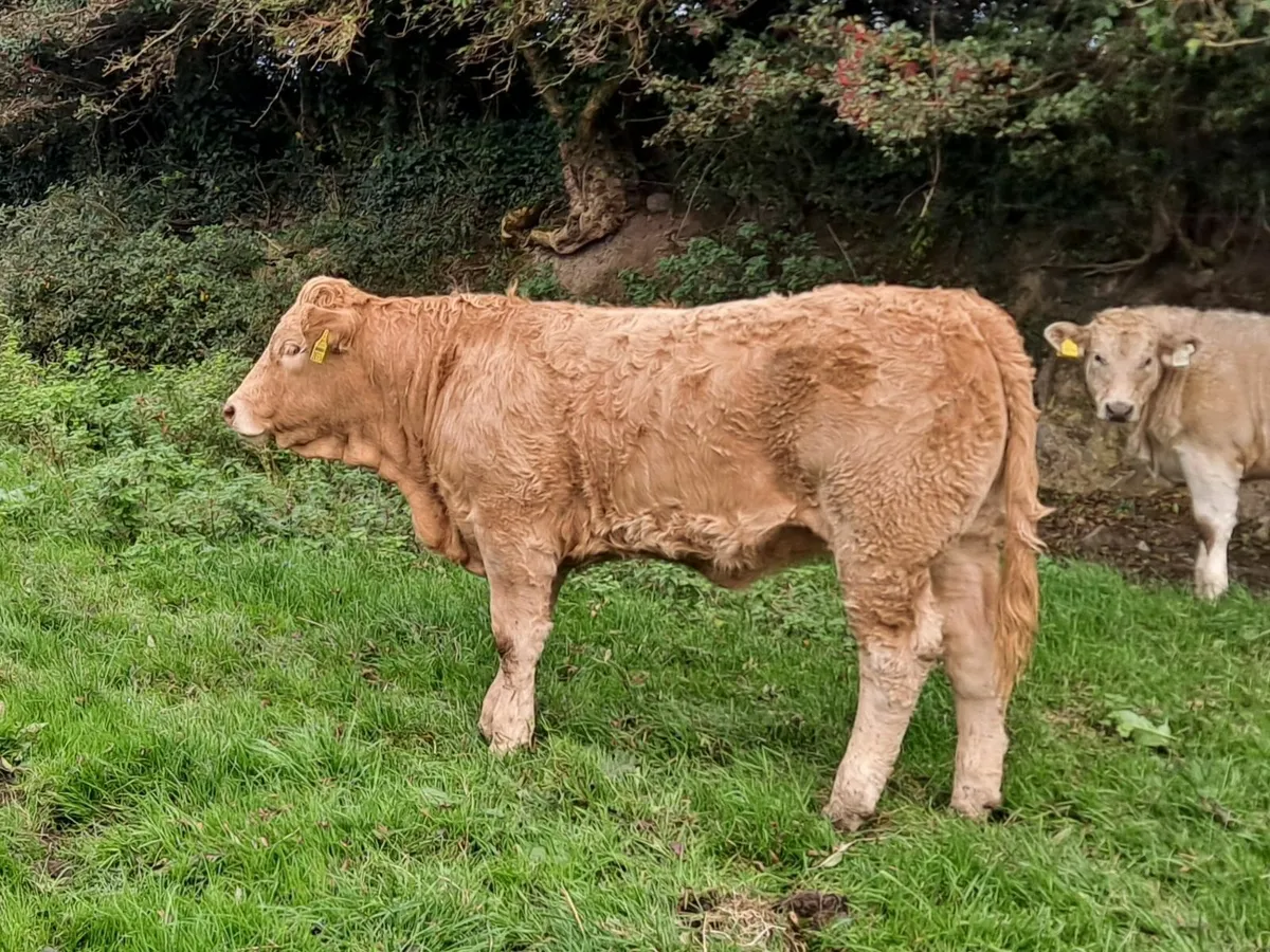 Charloais Heifer - Image 4