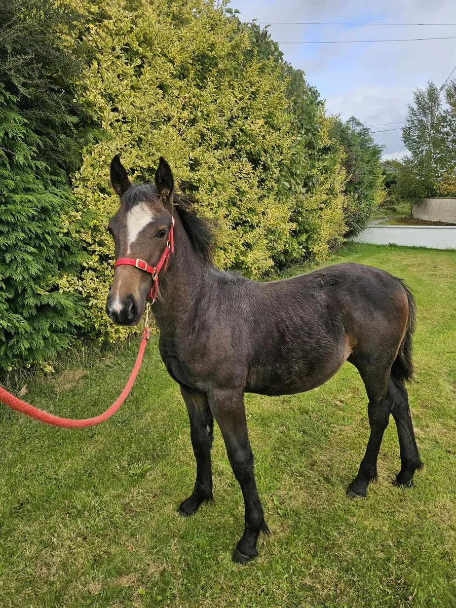 Foal - Image 4
