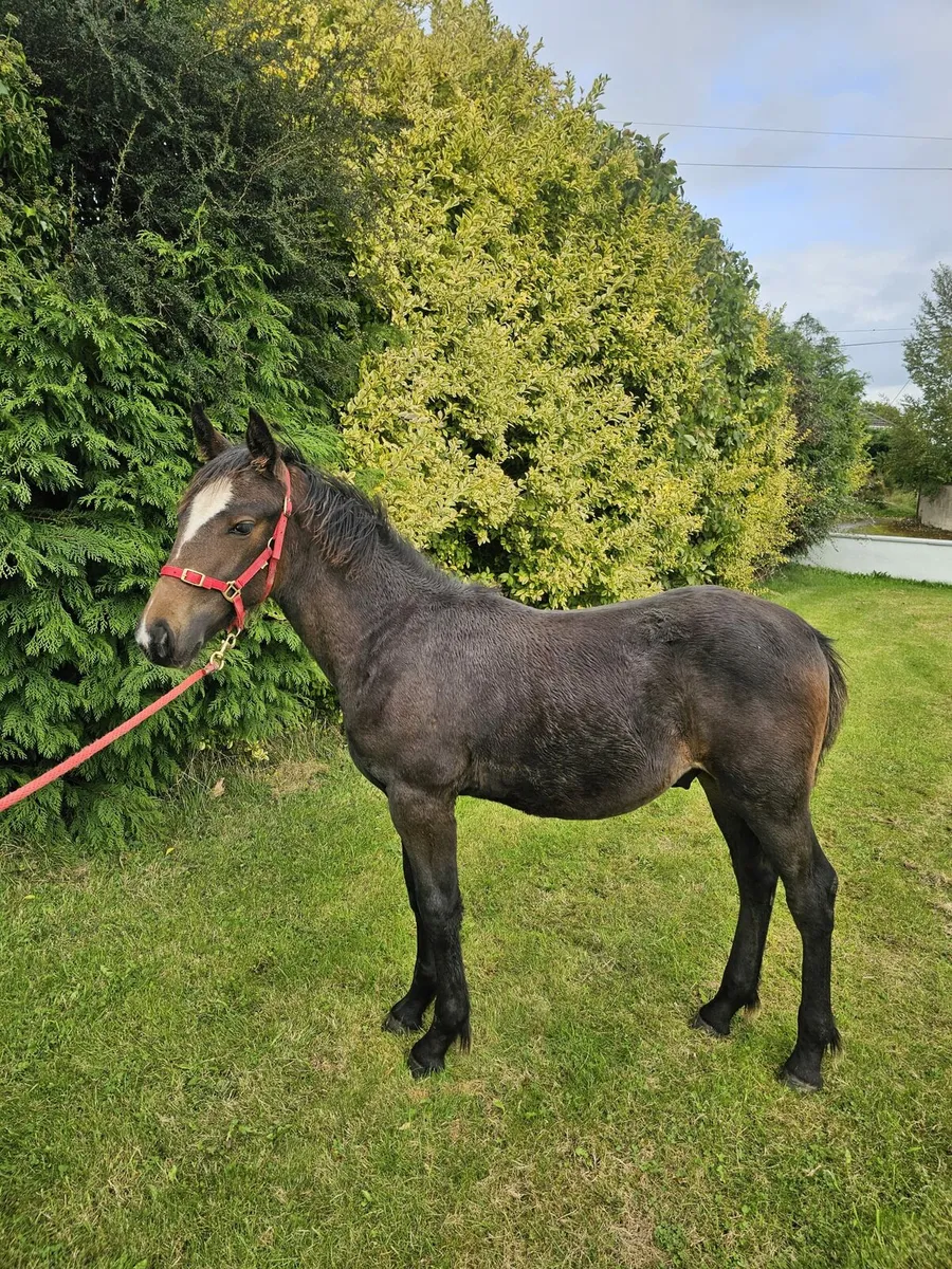 Foal - Image 1