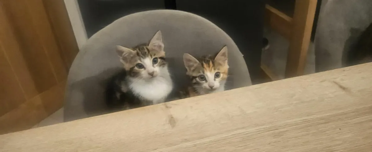 Kittens - Image 4