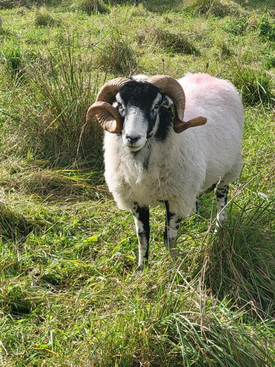 Sheep - Image 1