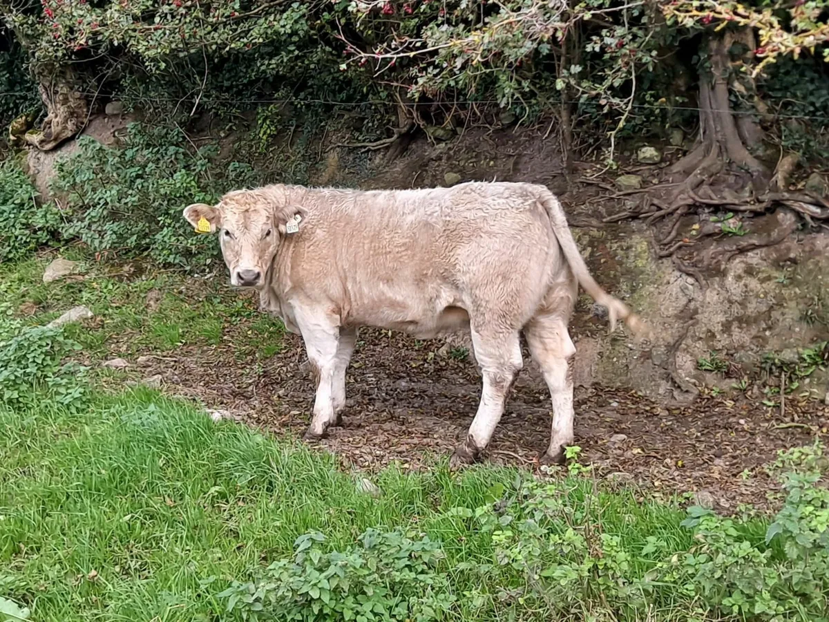 Charolais Heifer - Image 1