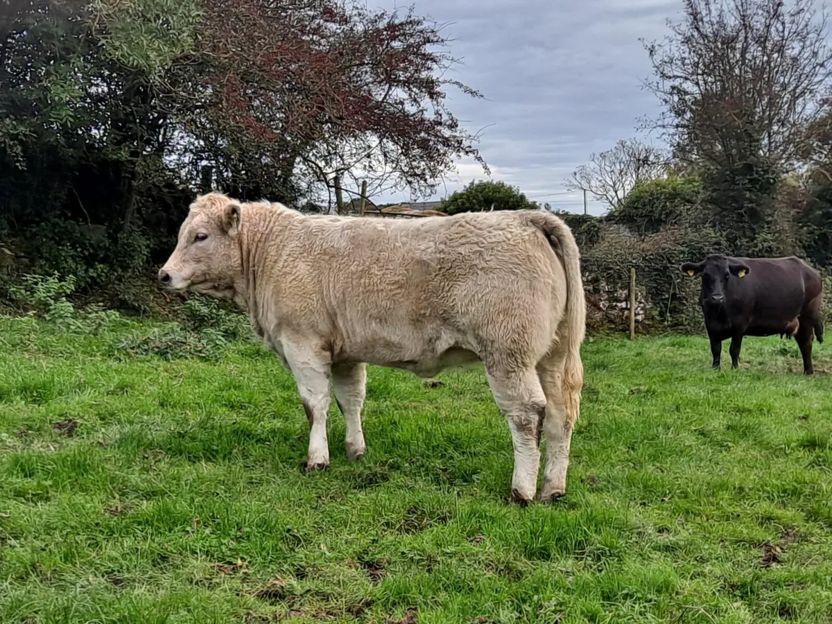Charolais Heifer - Image 2