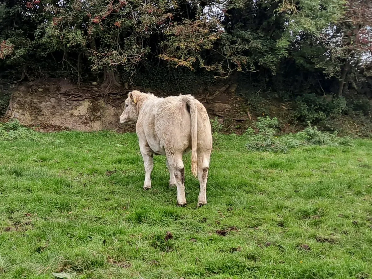 Charolais Heifer - Image 3