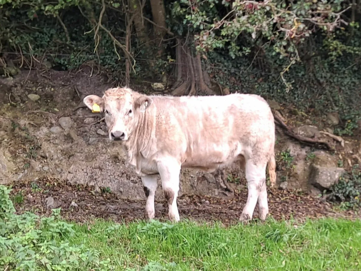 Charolais Heifer - Image 4
