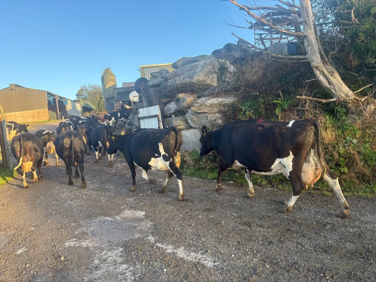 15 Empty Fr Cows - Image 4