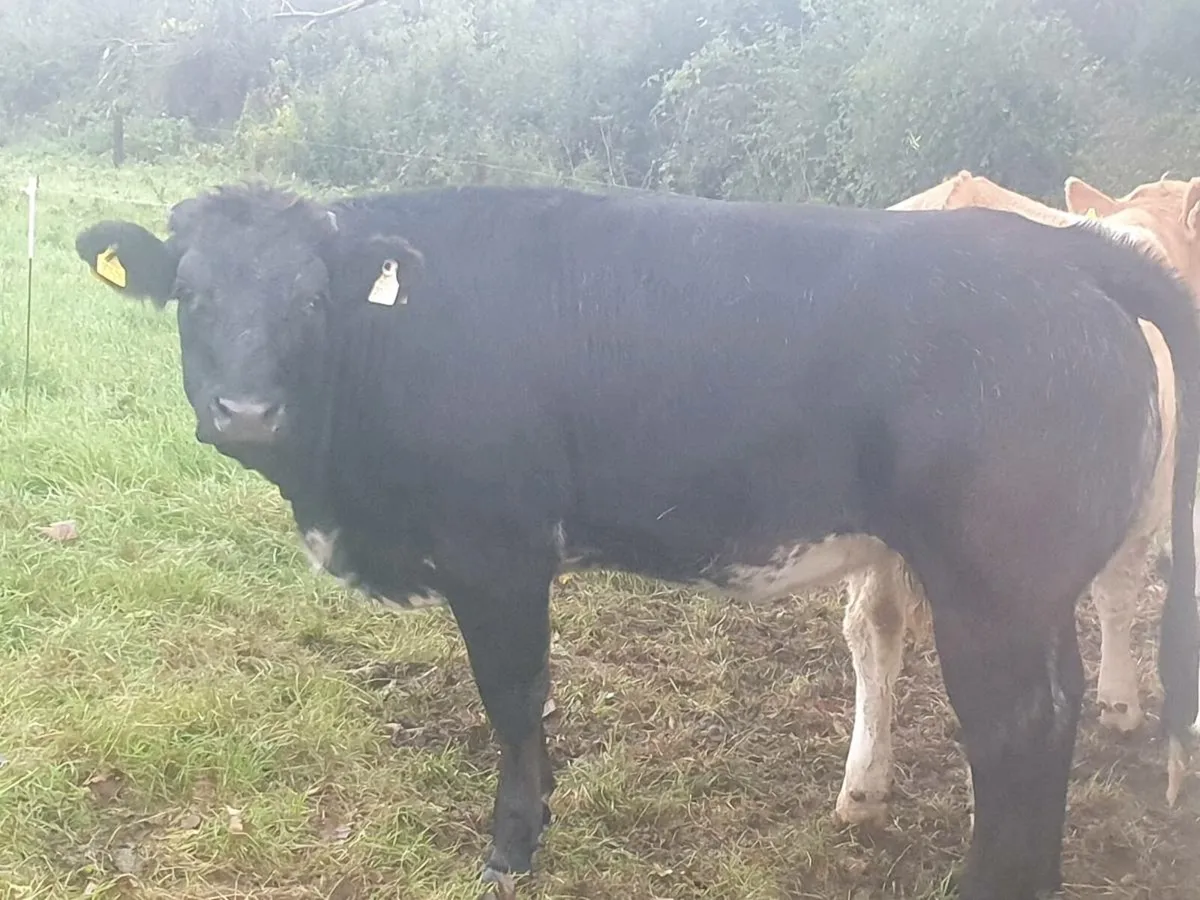 Breeding Heifers - Image 1
