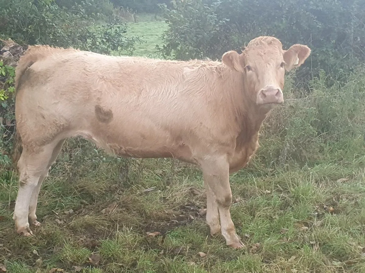 Breeding Heifers - Image 2