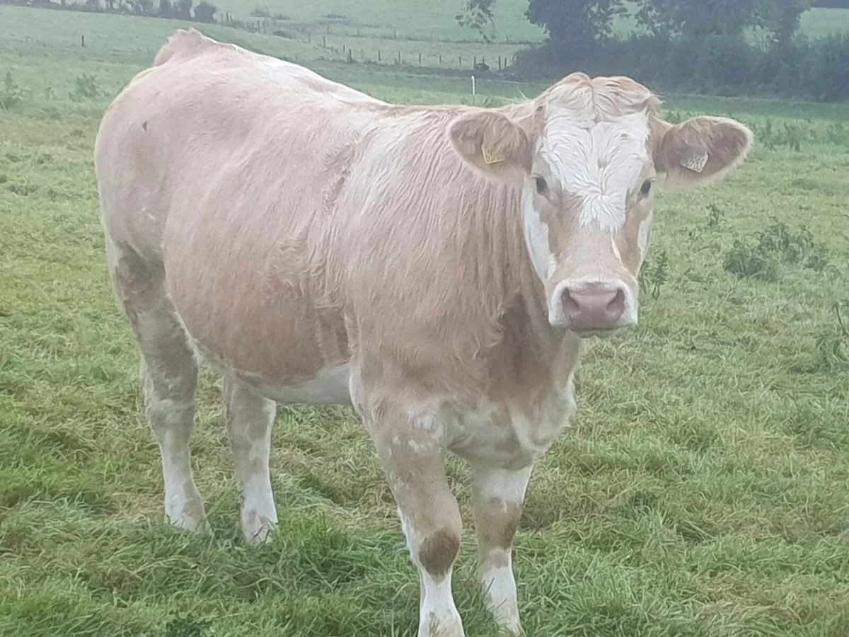 Breeding Heifers - Image 3