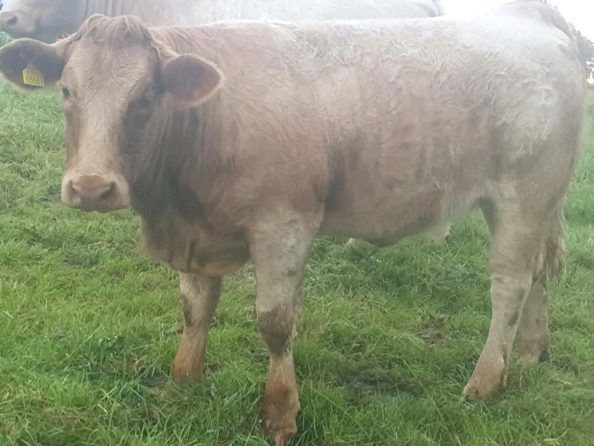 Breeding Heifers - Image 4