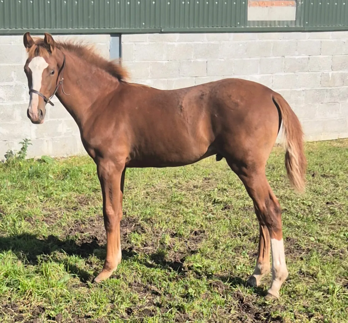 Winning Show Foal for sale - Image 2