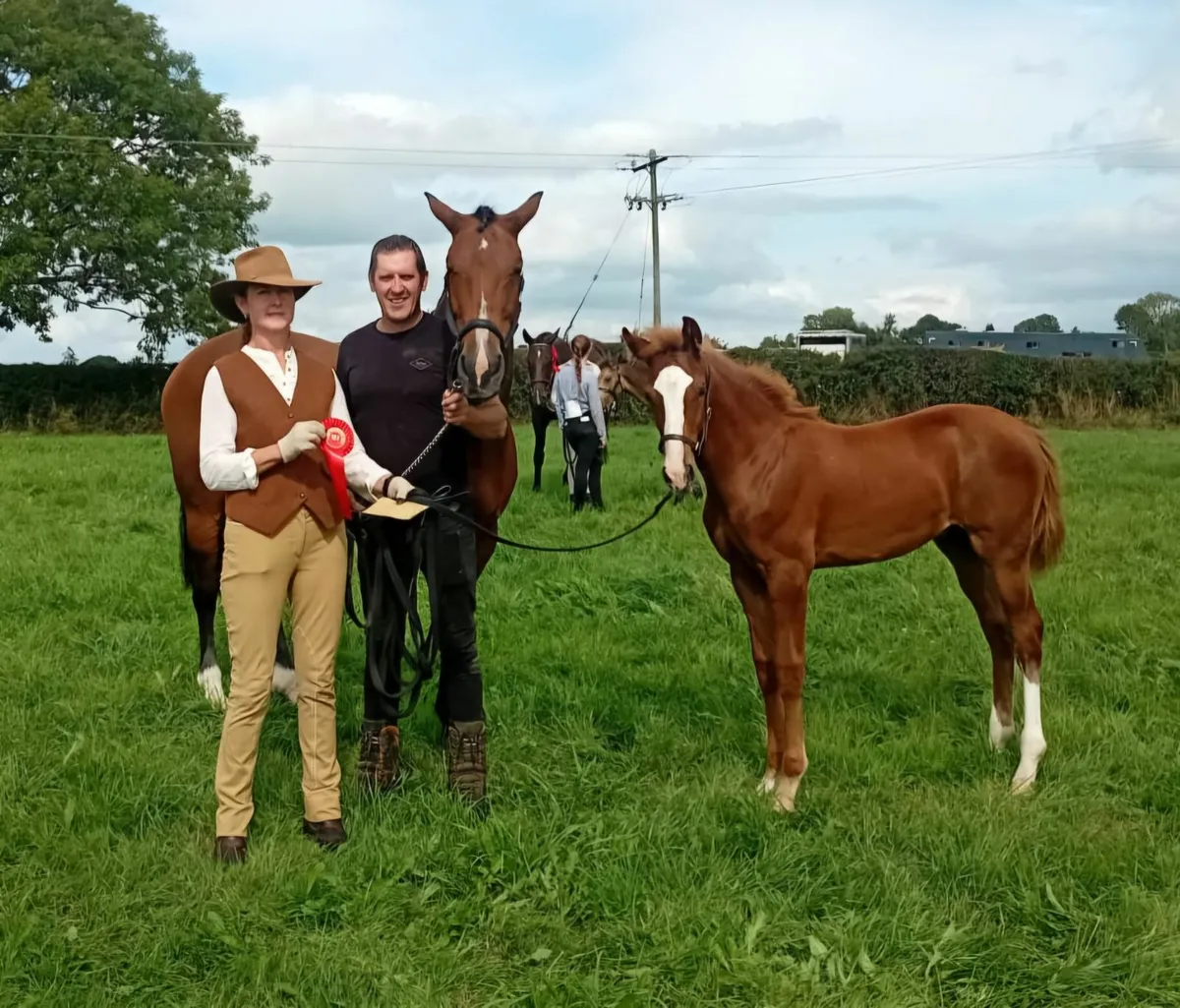 Winning Show Foal for sale - Image 3