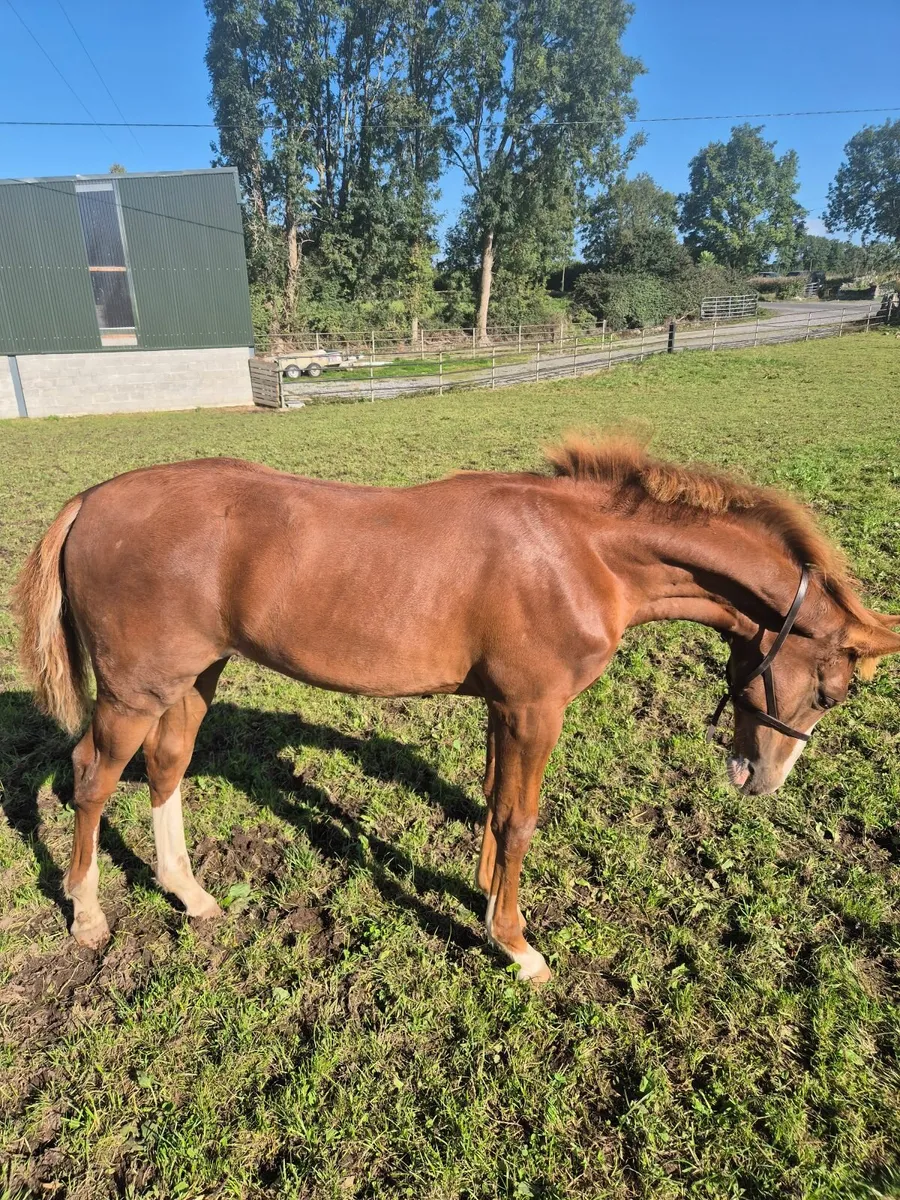 Winning Show Foal for sale - Image 4