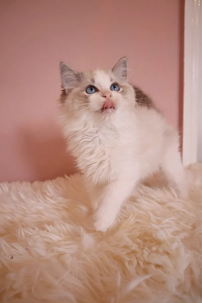 Ragdoll kitten
