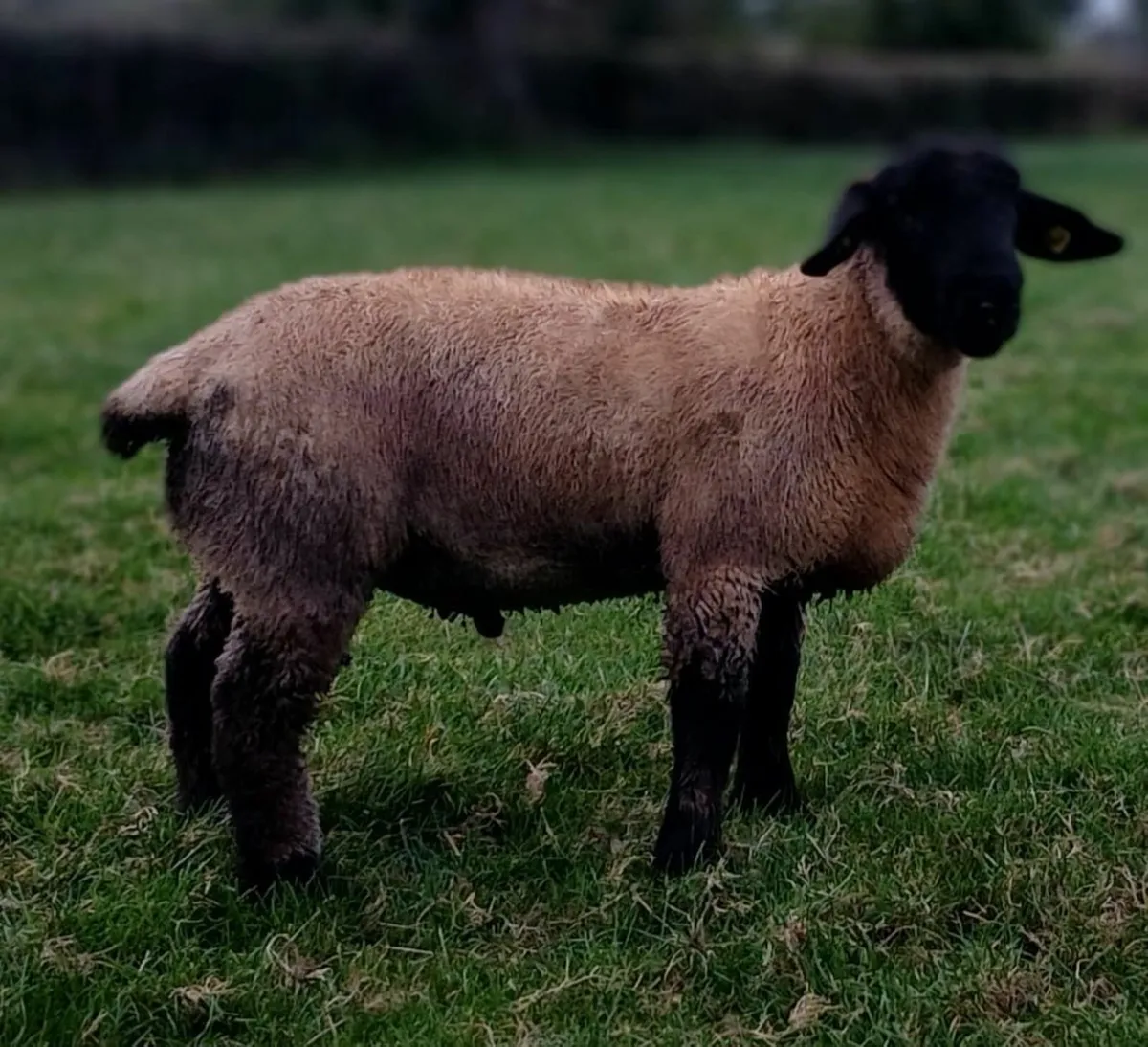 Suffolk ram lambs - Image 1