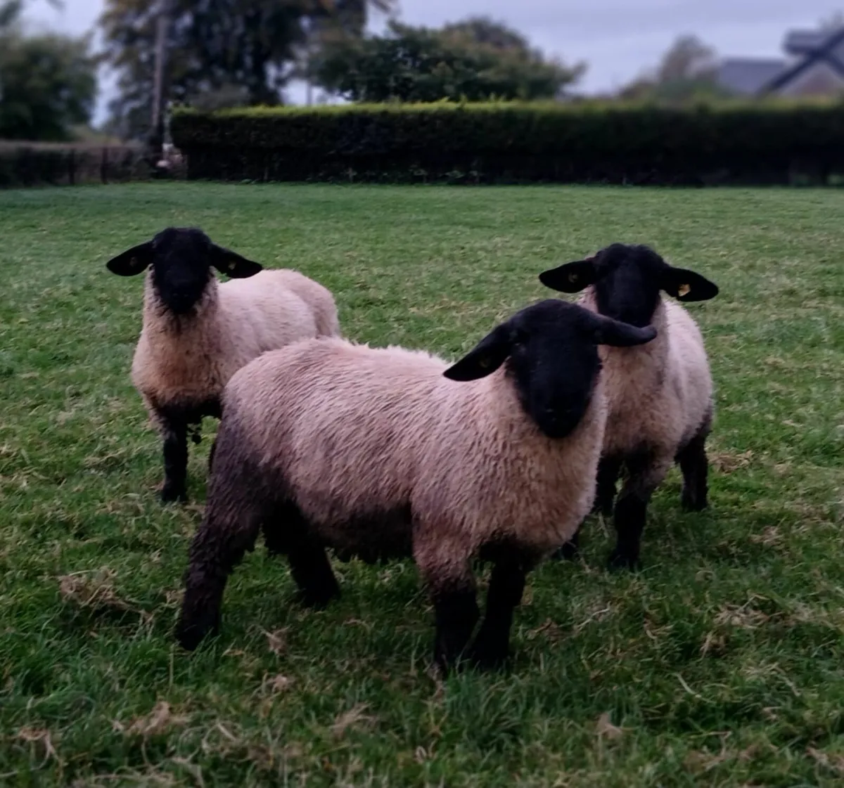 Suffolk ram lambs - Image 2