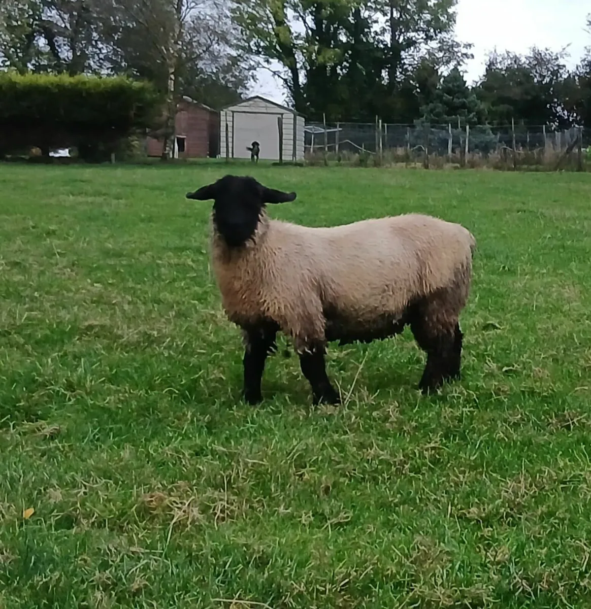Suffolk ram lambs - Image 3