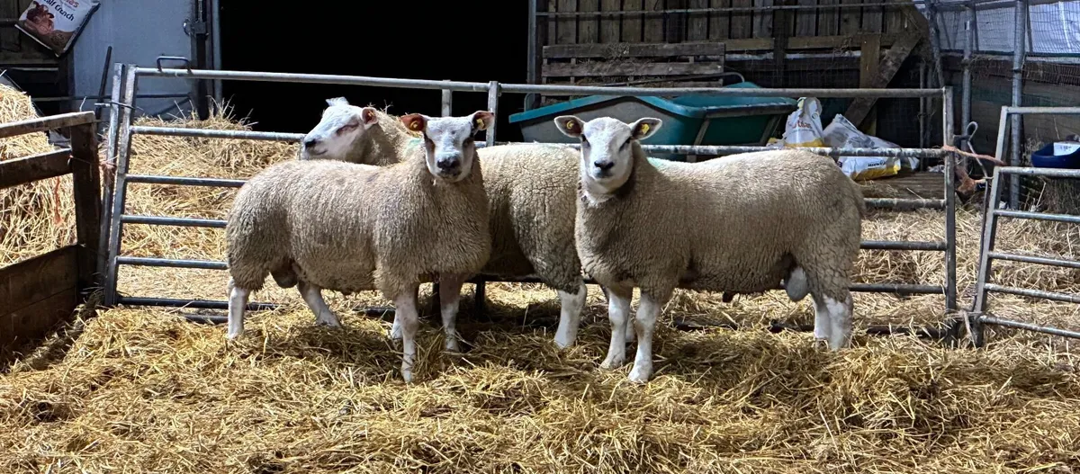 Chartex Ram lambs - Image 4