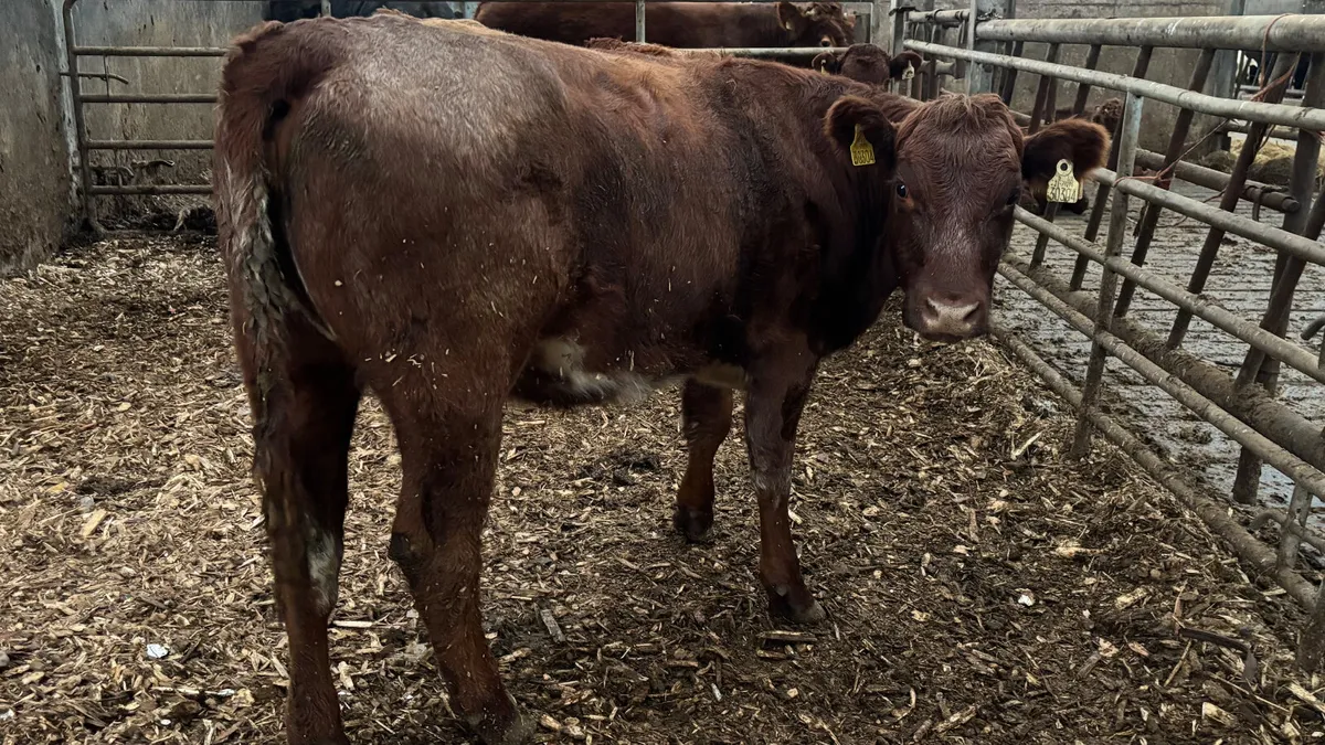 Roan Limousin Breeding Heifer - Image 2