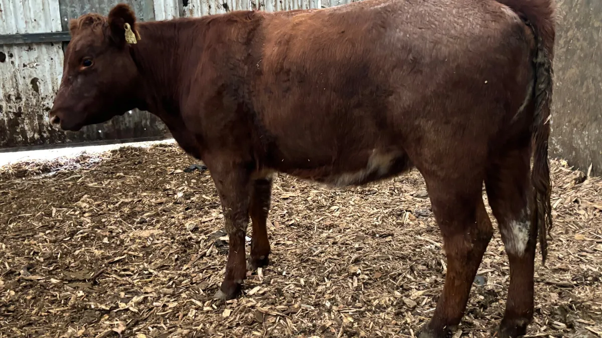 Roan Limousin Breeding Heifer - Image 4