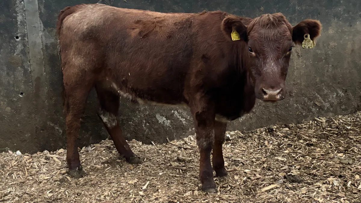Roan Limousin Breeding Heifer - Image 1