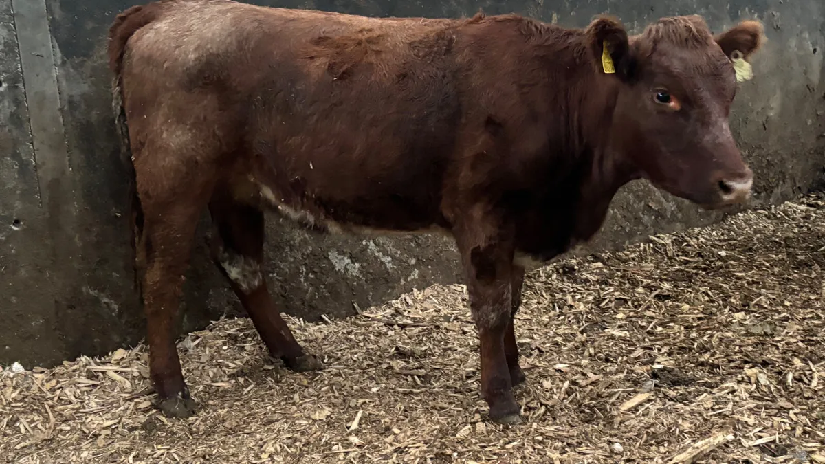 Roan Limousin Breeding Heifer - Image 3