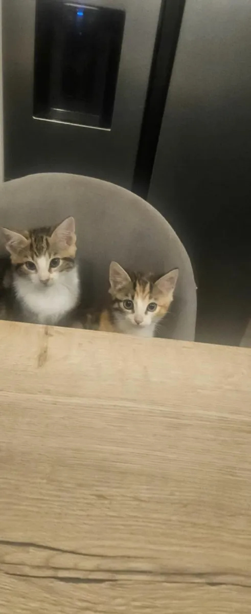 Kittens - Image 1